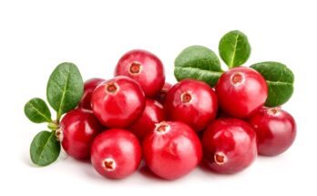 Urinary tract infection: Which medicinal plants work against bladder infections?