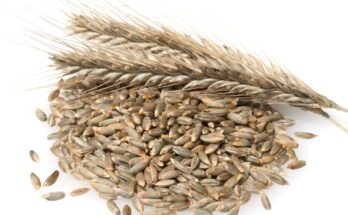 Reife Roggenähre und Roggenkörner vor weißem Hintergrund